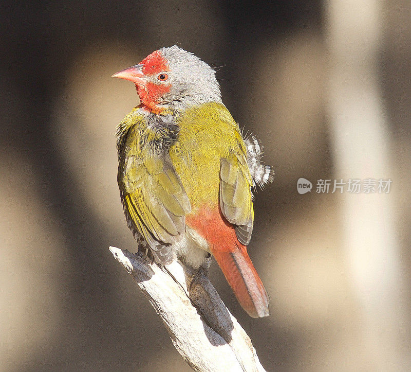 Green-Winged Pytilia